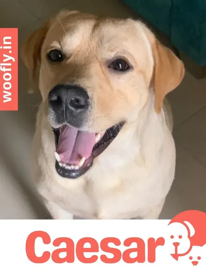 Caesar the Labrador is looking happy and fresh. A simple bath and brush can make a world of difference in their comfort and appearance.