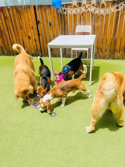 After the official cutting, it's a free-for-all! The birthday pup and their friends get to enjoy the delicious, dog-safe cake together. It's messy, chaotic, and absolutely wonderful.