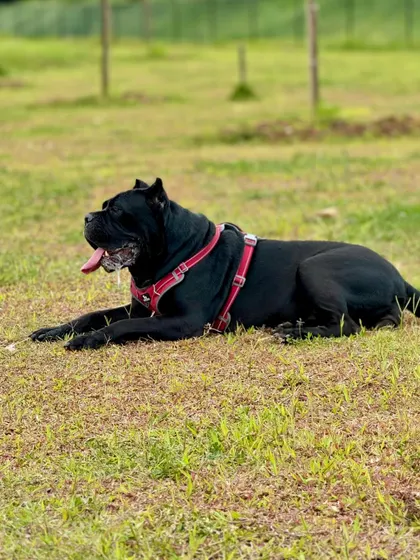 A majestic Cane Corso taking a well-deserved rest in the grass after an energetic play session.