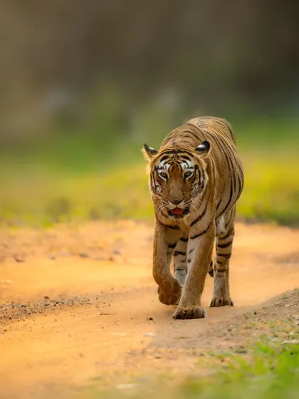 A head-on view of a tiger walking along a safari track in Tadoba. This is the classic shot every enthusiast dreams of, and I help my clients position the vehicle for the best possible angle.