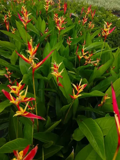 A field of Heliconia, also known as Lobster Claw or Bird of Paradise, a tropical stunner.