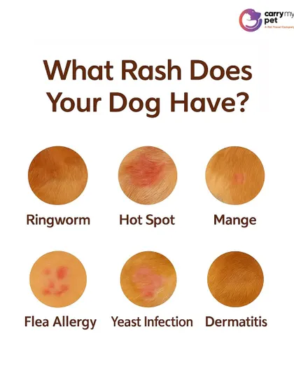 Is that a rash on your dog? This visual guide helps you identify common skin issues like ringworm, hot spots, mange, and flea allergies. Always consult a vet for a proper diagnosis.