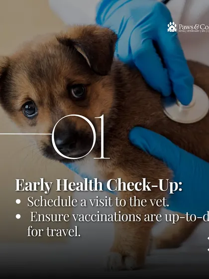 The first step in any relocation plan is an early health check-up. We ensure your pet's vaccinations are up-to-date and that they are fit for travel, laying the groundwork for a smooth journey.