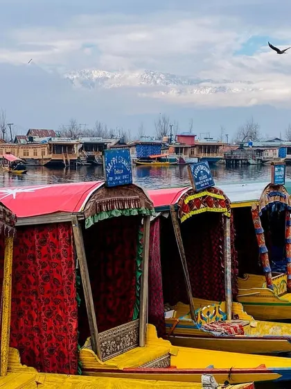 Colorful Shikara boats are lined up on Dal Lake in Kashmir, with the snow-capped Himalayas visible in the distant background.