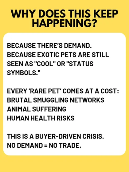 Why does this keep happening? The demand for "cool" or "rare" pets as status symbols drives brutal smuggling networks and creates immense animal suffering. This is a buyer driven crisis; if there is no demand, there will be no trade.