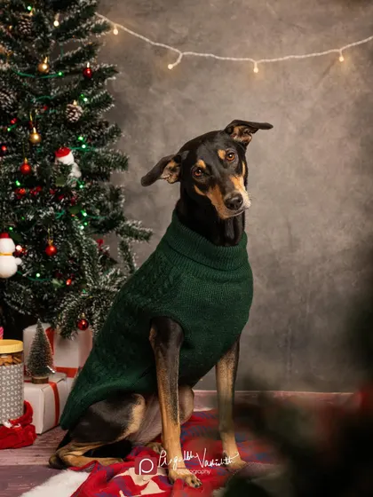 A handsome Doberman mix looking sharp in his green sweater for a Christmas-themed studio shoot. The head tilt is always a heart-melter.