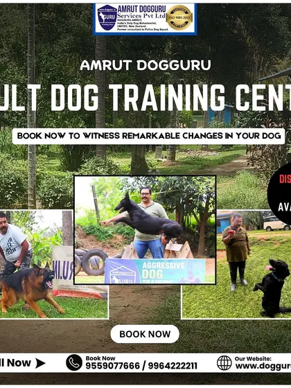 A look at our adult dog training center, where we promise remarkable changes in your dog's behavior. Discounts are available, so book now.