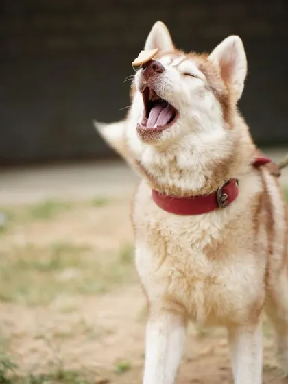 A playful moment with Luna. Her condition doesn't stop her from being a fun loving dog. We ensure all our special needs dogs get to experience joy.