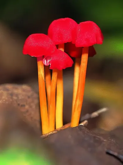 A cluster of vibrant red mushrooms emerges from the forest floor. These dainty beauties, part of the empire of fungi, appear for just a few weeks, ensuring the cycles of life and death go on.