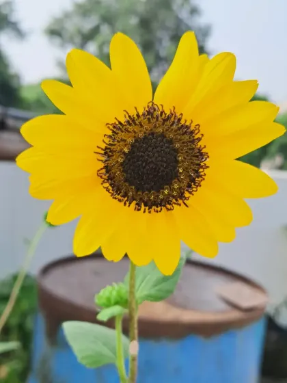 A sunflower blooming against the backdrop of my terrace.