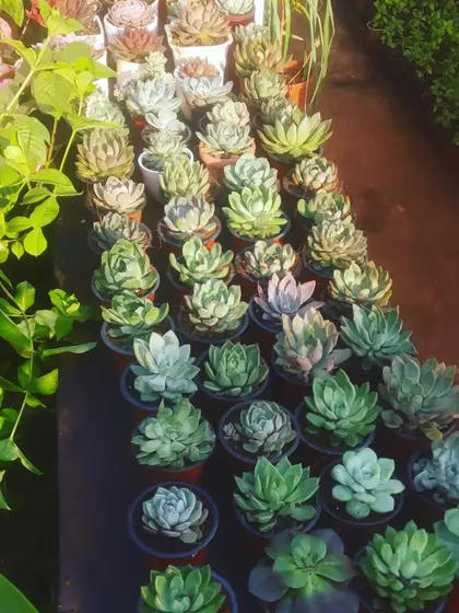A collection of big-sized succulents ready for new homes. They are perfect for creating low-water, high-impact arrangements.