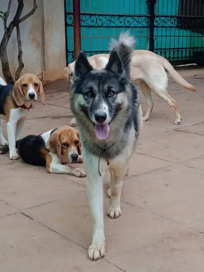 A happy pack of guests, including Beagles and a German Shepherd mix, enjoying the yard. This is what our kennel-free dog boarding is all about.