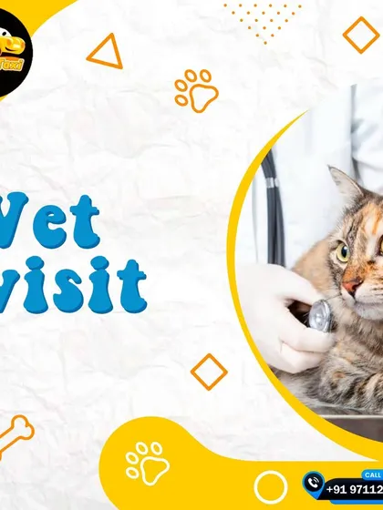 Vet visits can be stressful for pets and their parents. I provide a calm and reliable pet taxi service for checkups, treatments, and emergencies across Delhi NCR.