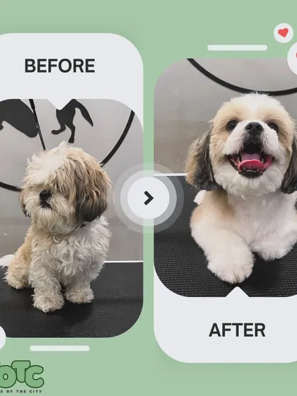 From shaggy to chic! This before and after shot shows the amazing transformation we can achieve. A good haircut not only makes your pet look great but also helps with their hygiene and comfort.