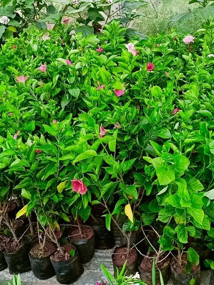 A collection of healthy hibiscus plants with pink blooms, ready for a customer's garden. We ensure all our plants are healthy and well-cared-for before they reach their new home.
