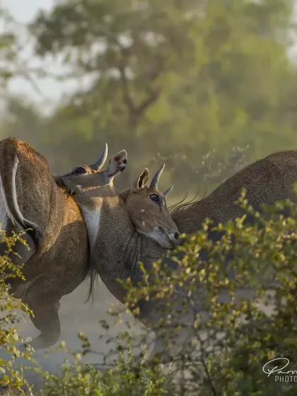 Two Nilgai (Blue Bull) males fighting for dominance during the mating season in Tal Chappar, Rajasthan.