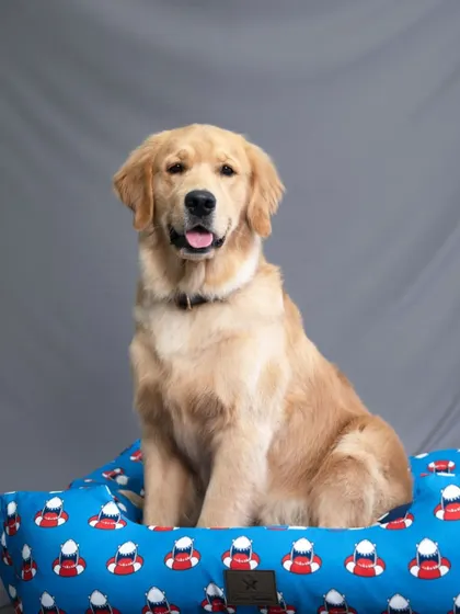 A beautiful golden retriever puppy sitting patiently on a patterned dog bed, looking right at the camera.