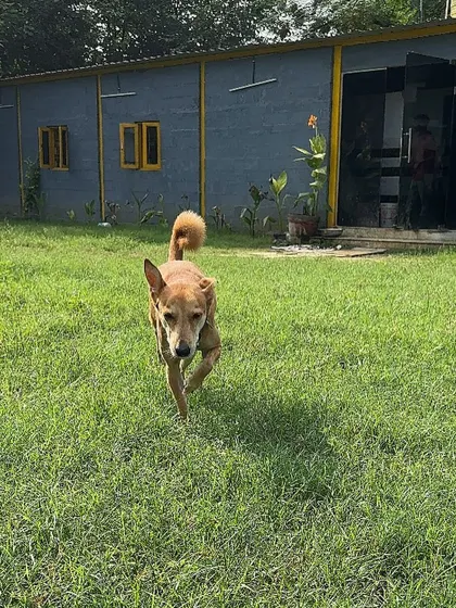 Moby enjoying the open ground. The ability to roam and explore is fundamental to a dog's happiness, and we provide that in a secure setting.