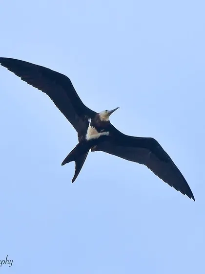 A Lesser Frigatebird in flight. These birds are masters of the air, able to stay aloft for weeks at a time.