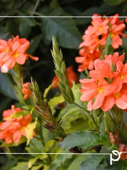 A close-up of the unique structure of the Aboli (Crossandra) flower. Its continuous blooming makes it a favorite for adding lasting color to balconies and gardens.