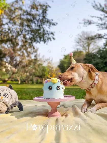This is the face of a very polite lady enjoying her Gotcha Day cake. While some dogs dive in face-first, Noor preferred to take delicate little licks. Every cake smash is different, and I love capturing the unique way each pet celebrates.