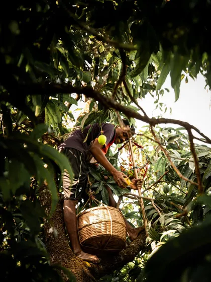 A farmer high up in a mango tree, skillfully picking the fruit. This action shot showcases the traditional and laborious methods of harvesting.