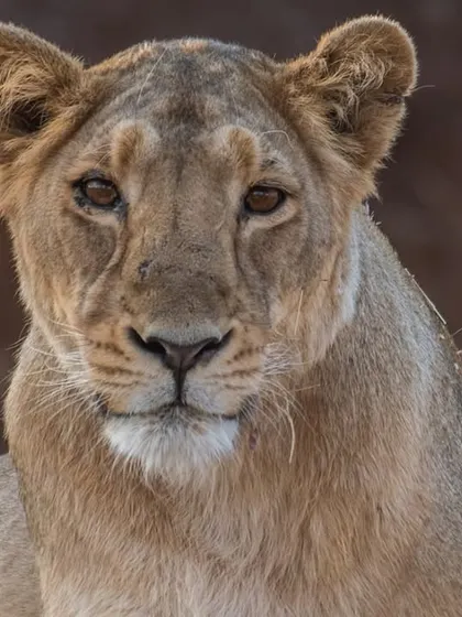 A portrait of a beautiful Asiatic lioness from Gir.
