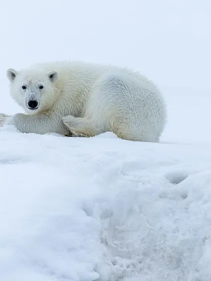 A young polar bear, looking like a furry ball in the vast Arctic landscape. Our experienced guides search for hours to find these animals, and on our small-ship tours, everyone gets a front-row seat.