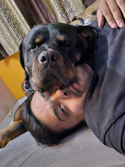 This is what trust looks like. This Rottweiler feels completely safe and loved.