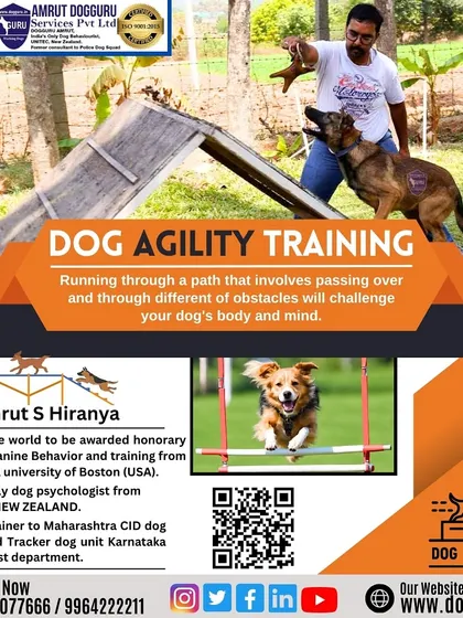 Running through an obstacle course challenges a dog's body and mind. This graphic shows different elements of our agility training, which is suitable for many breeds.