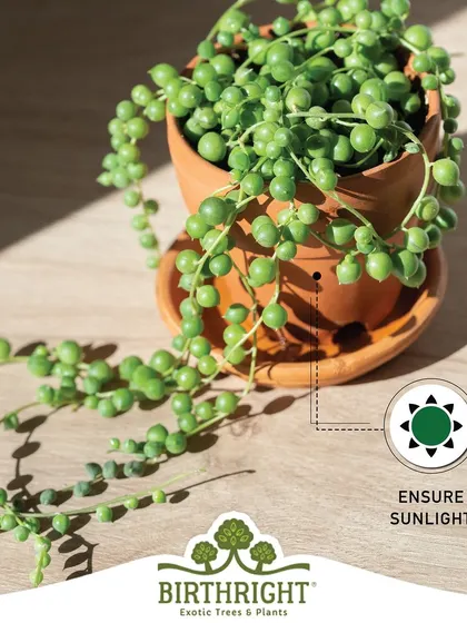 Monsoon care tip: Even on cloudy days, ensure your plants get enough sunlight. A spot near a window or a bright balcony is ideal.