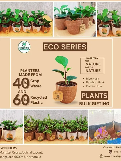 This collage shows the journey of our Eco-Series pots, from the raw materials to the final potted plants, ready for bulk gifting orders.