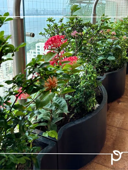 A high-rise balcony featuring custom-designed wavy planters filled with flowering Ixora. This solution maximizes planting space while adding a unique design element that complements the modern architecture.