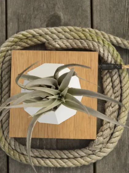 A top-down perspective of the LYFE planter, showing the air plant nestled in the geometric white pot. This angle highlights the contrast between the natural plant, the wooden base, and the rustic rope detail.