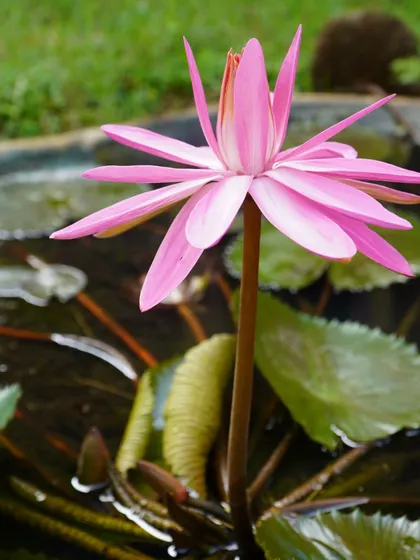 Captions for these will follow the same descriptive and serene tone, focusing on the specific flower, tree, or natural scene depicted and its connection to the ashram experience (e.g., "The Pink Trumpet tree in full bloom, a sign of spring at the ashram," "A lotus flower opens in the morning, just in time for meditation," "The sun's light filtering through the leaves, a reminder of the light within.").