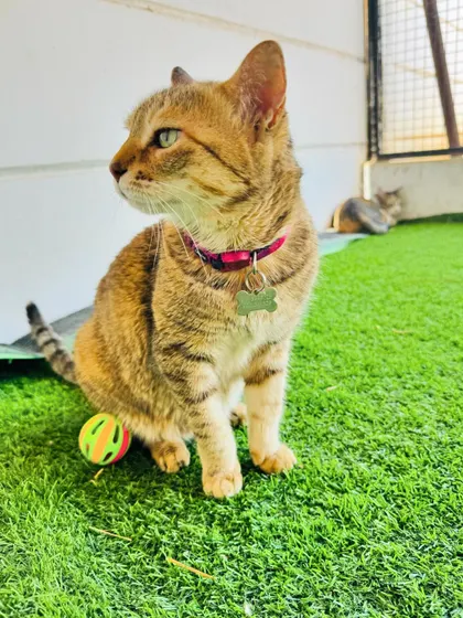 A beautiful tabby cat posing with a toy. We ensure each cat gets individual attention and playtime to make their stay as comfortable and enjoyable as possible.