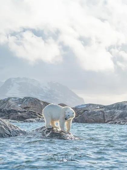This journey to the Arctic was a personal odyssey. Seeing this bear in its natural, watery realm was a profound connection to the fragility and beauty of our planet.
