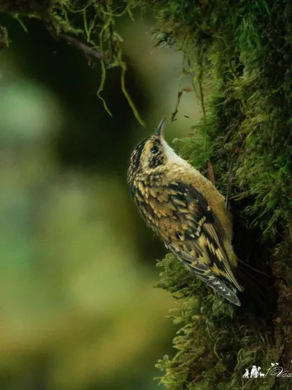 The Hodgson's Treecreeper is a master of camouflage, seen here creeping up a mossy tree trunk in search of insects. Finding this small bird is a rewarding challenge.