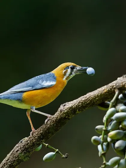 The Orange-headed Thrush with a berry in its beak, a perfect behavioral shot.