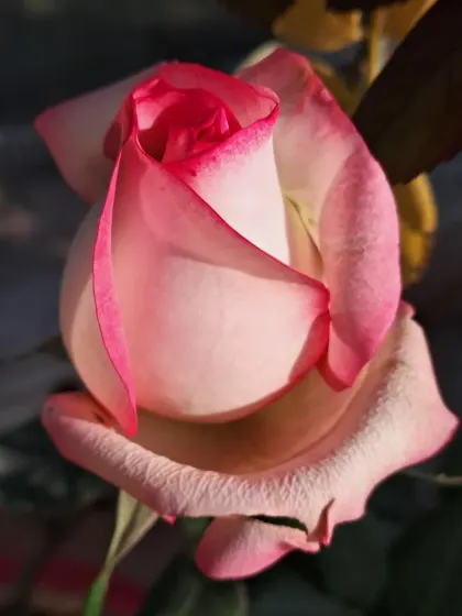 A perfect English rosebud, glowing in the sunlight.