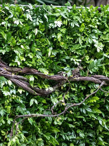 A detail of the natural greenery and twisted vines that formed the backdrop for the garden party. We often work with the existing landscape, enhancing its natural beauty.