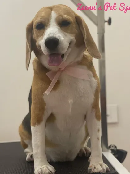 Brooklyn the Beagle is all smiles and looking pretty with a pink bow. A good bath and brush really brings out the shine in their tri-color coat.