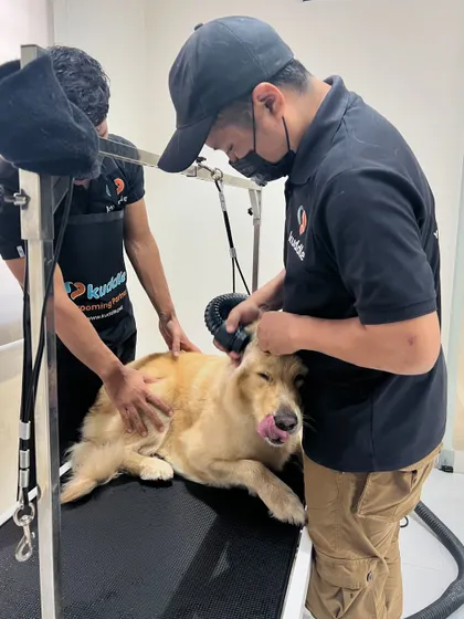 My two-person team works together to gently dry a large dog. This ensures the process is quick and stress-free, especially for pets who are nervous about the dryer.
