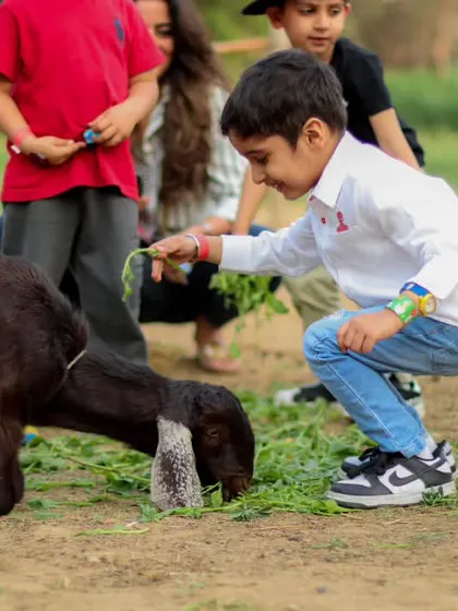 A child kneels down to offer some fresh greens to a goat, learning how to interact gently with animals.