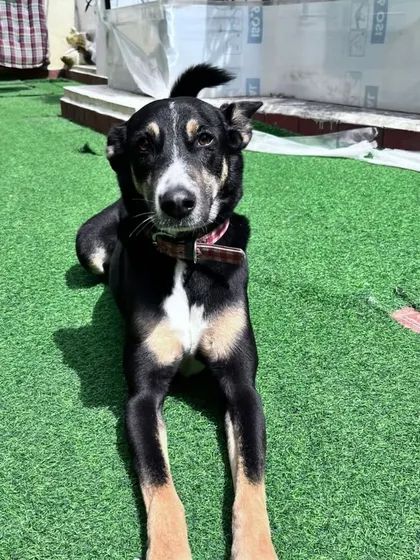 This beautiful Indie with striking black and tan markings is enjoying a sunny day. Our Indies are not just resilient, they are also stunningly beautiful.