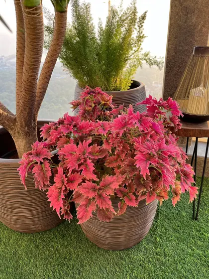 Sometimes the most humble plants steal the show. This bunch of Coleus adds an incredible pop of pink, proving you don't need flowers for vibrant color.