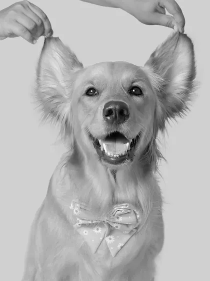 The adorable "dumbo ears" shot, reimagined in classic black and white. It gives this playful portrait a sophisticated and artistic feel.