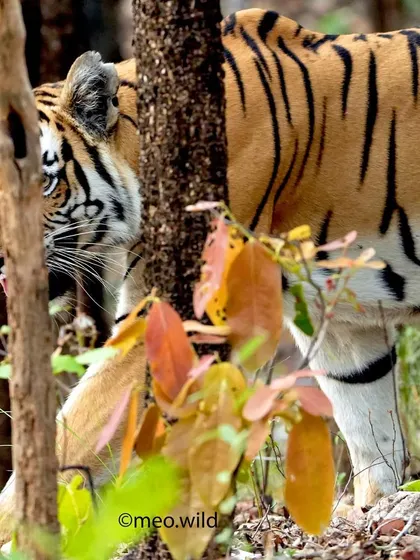 The jungle always has eyes. It is said that for every time we spot a tiger, they have spotted us 99 times. This photo, with the tigress peeking from behind a tree, really brings that spooky feeling to life.