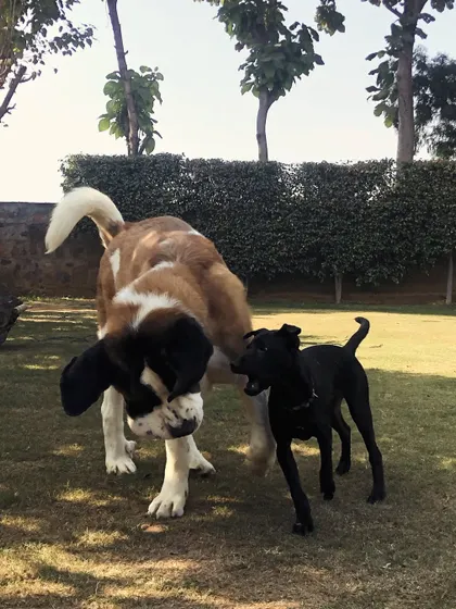 A gentle giant, this Saint Bernard, socializes with a smaller friend. We carefully manage interactions to ensure dogs of all sizes can play together harmoniously.