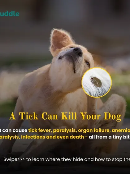 A single tick bite can be fatal, causing tick fever, paralysis, and even death. This guide will show you where these parasites hide and how to protect your dog.